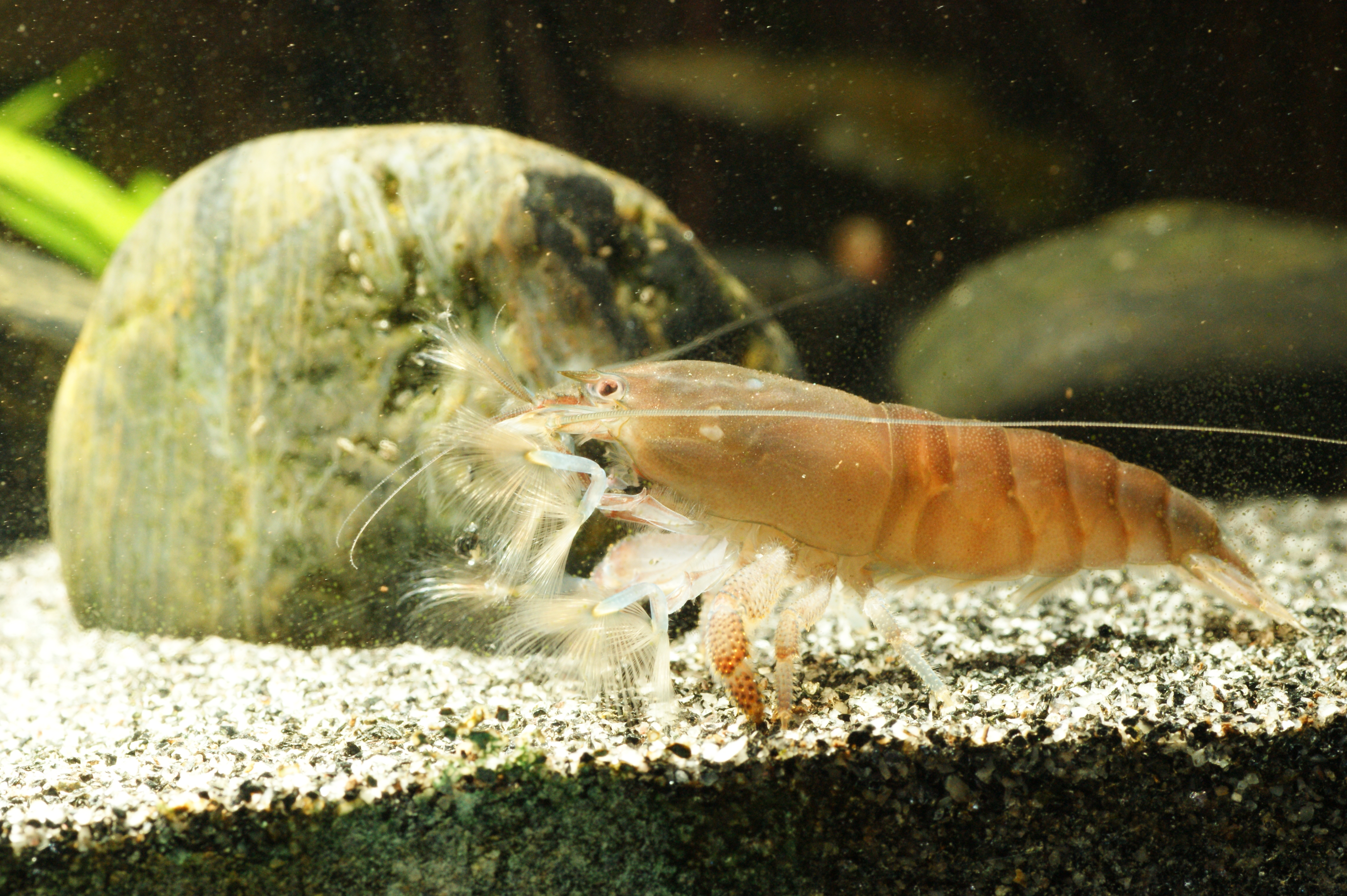 Atya gabonensis (bei diesem Tier ist die Farbe nicht optimal)